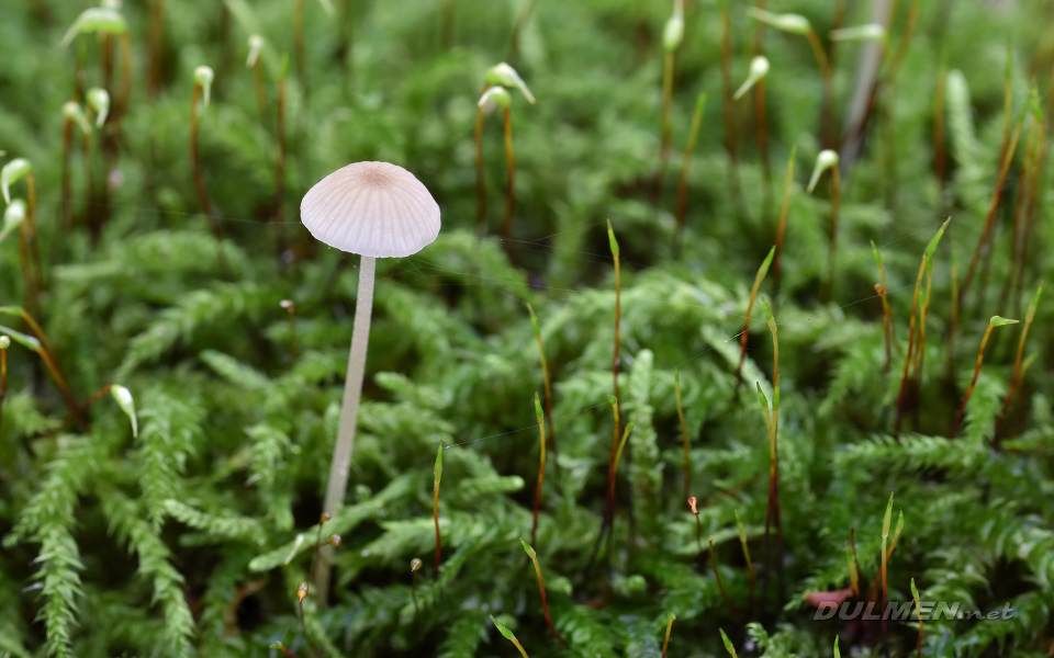 Mycena